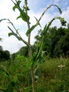 20130726Lactuca_serriola6
