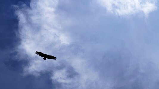 Nature freedom the vulture