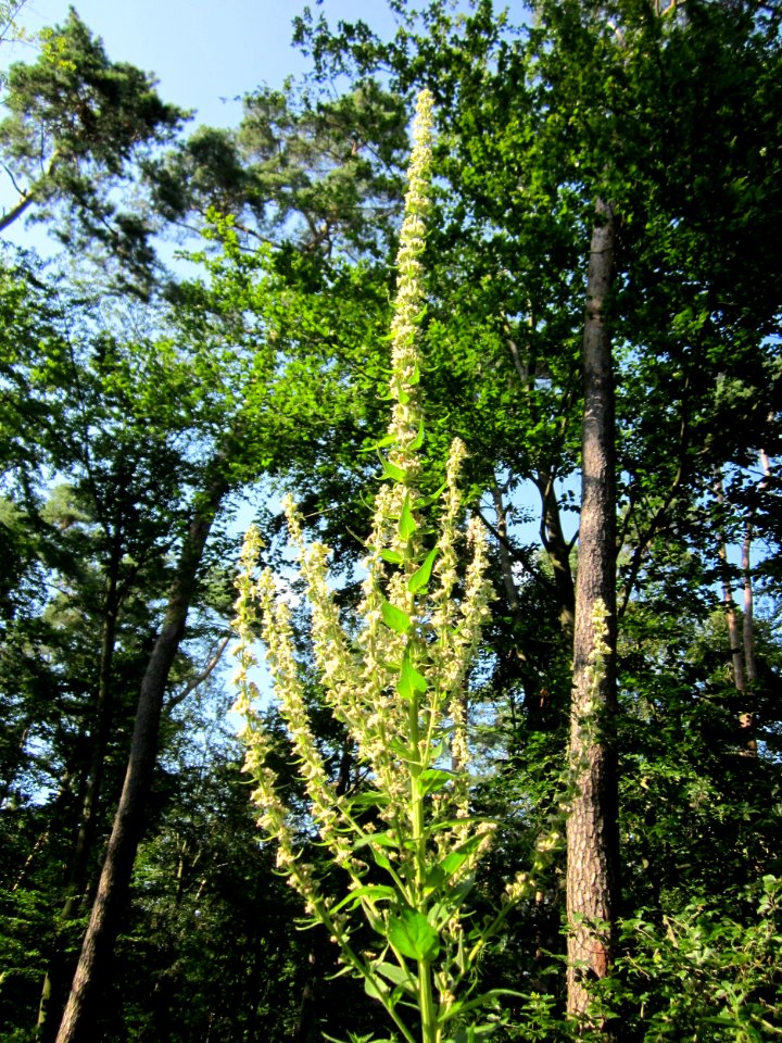 20130716Koenigskerze_Schwetzinger_Hardt1
