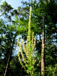 20130716Koenigskerze_Schwetzinger_Hardt1