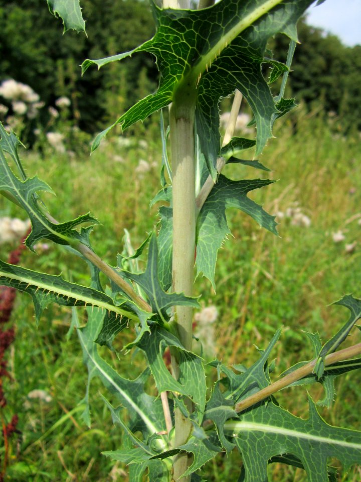 20130726Lactuca_serriola8