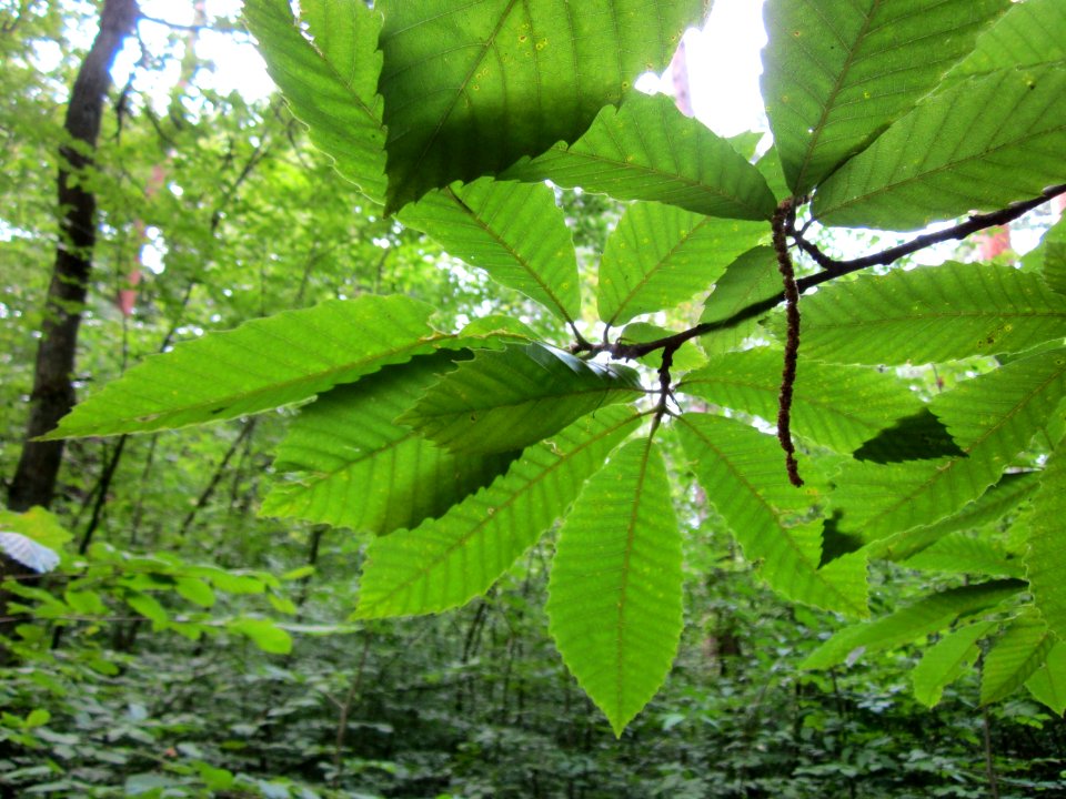 20130713Edelkastanie_Schwetzinger_Hardt04