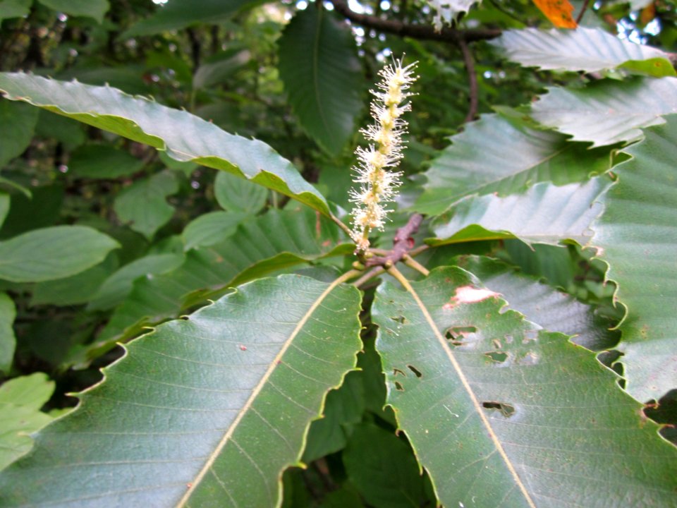 20130713Edelkastanie_Schwetzinger_Hardt15