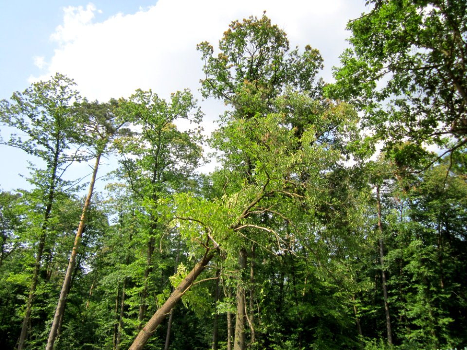 20130713Edelkastanie_Schwetzinger_Hardt09