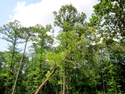20130713Edelkastanie_Schwetzinger_Hardt09