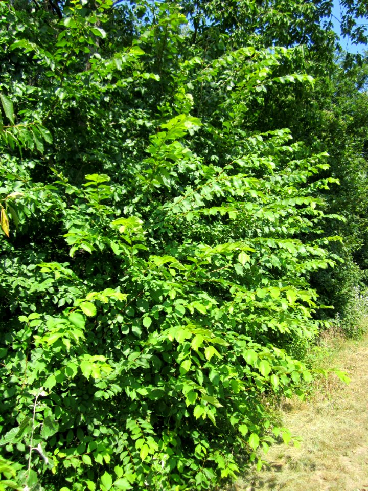 20130714Ulme_Schwetzinger_Hardt1