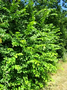 20130714Ulme_Schwetzinger_Hardt1