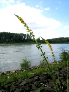 20130711Odermennig_Rhein1