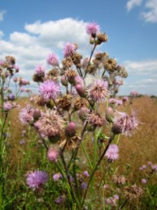 20130712Cirsium_arvense2