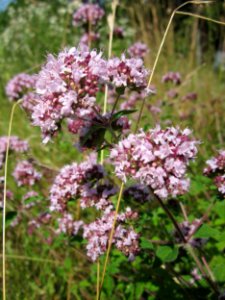 20130714Origanum_vulgare1