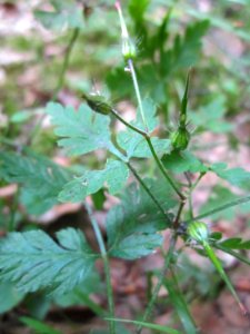 20130716Ruprechtskraut_Schwetzinger_Hardt2