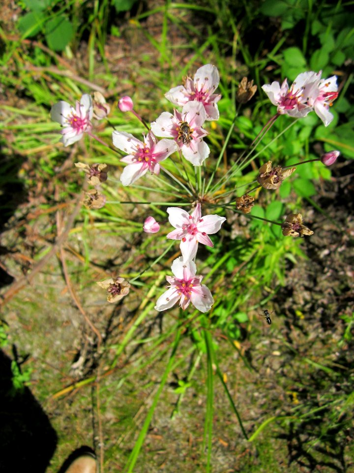 20130716Schwanenblume_Hockenheim1