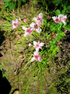 20130716Schwanenblume_Hockenheim1