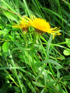 20130711Naturschutzgebiet_Oder5