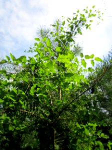 20130726Waldrebe_Schwetzinger_Hardt1