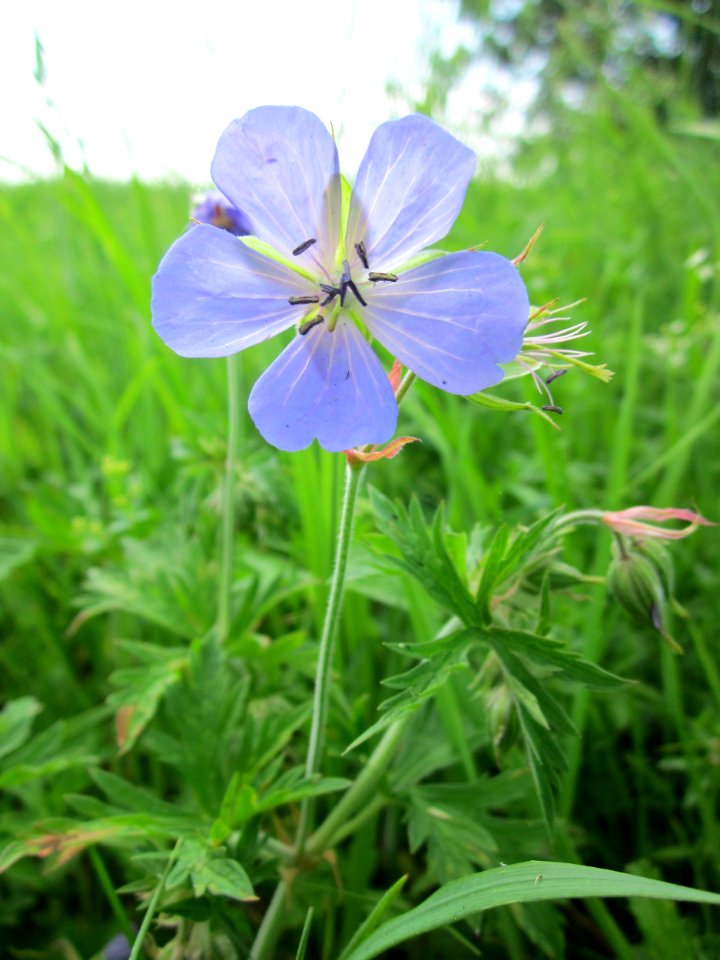 20130712Geranium_pratense