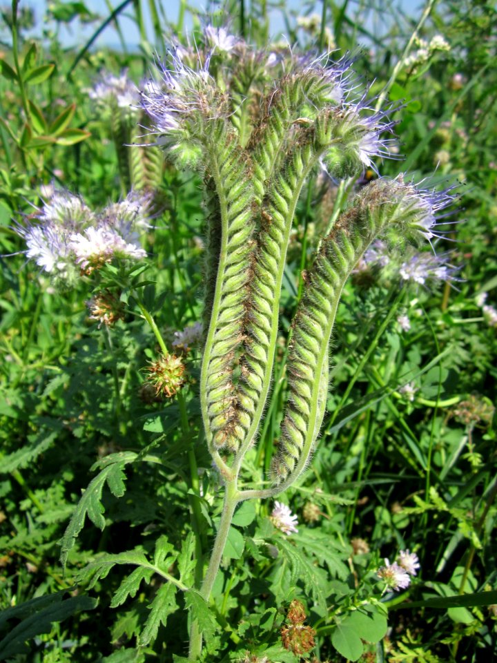 20130727Phazelie_Hockenheim1