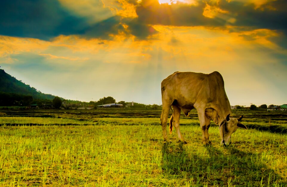 Field outdoors cattle