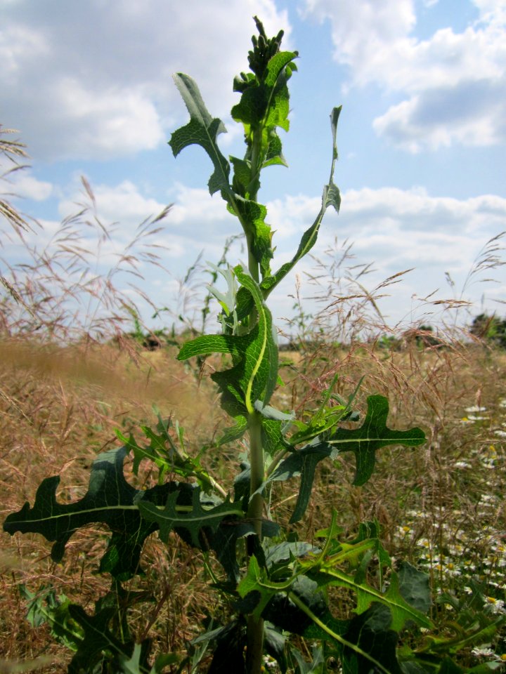 20130712Lactuca_serriola1