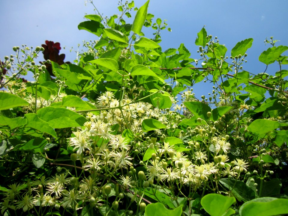 20130726Waldrebe_Hockenheim3