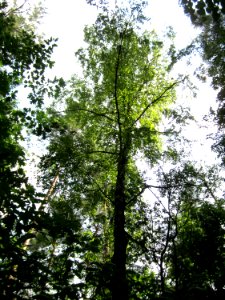 20130713Birke_Schwetzinger_Hardt3