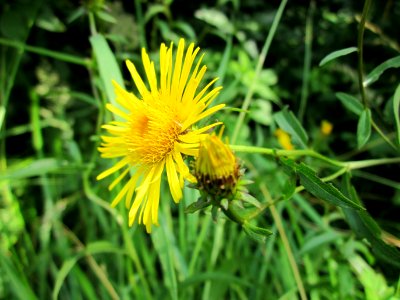20130711Naturschutzgebiet_Oder3