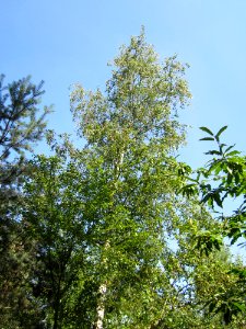 20130716Birke_Schwetzinger_Hardt