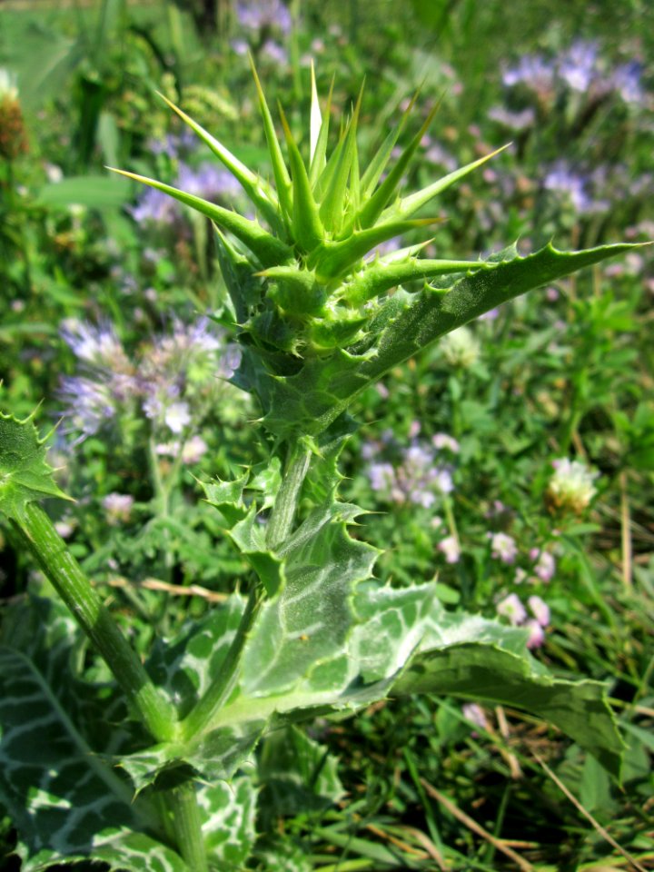 20130727Silybum_marianum2