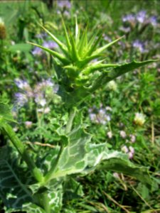 20130727Silybum_marianum2