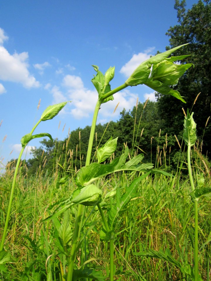 20130713Cirsium_oleraceum5