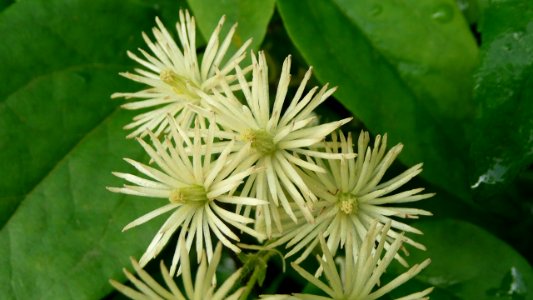 20130722Clematis_vitalba2