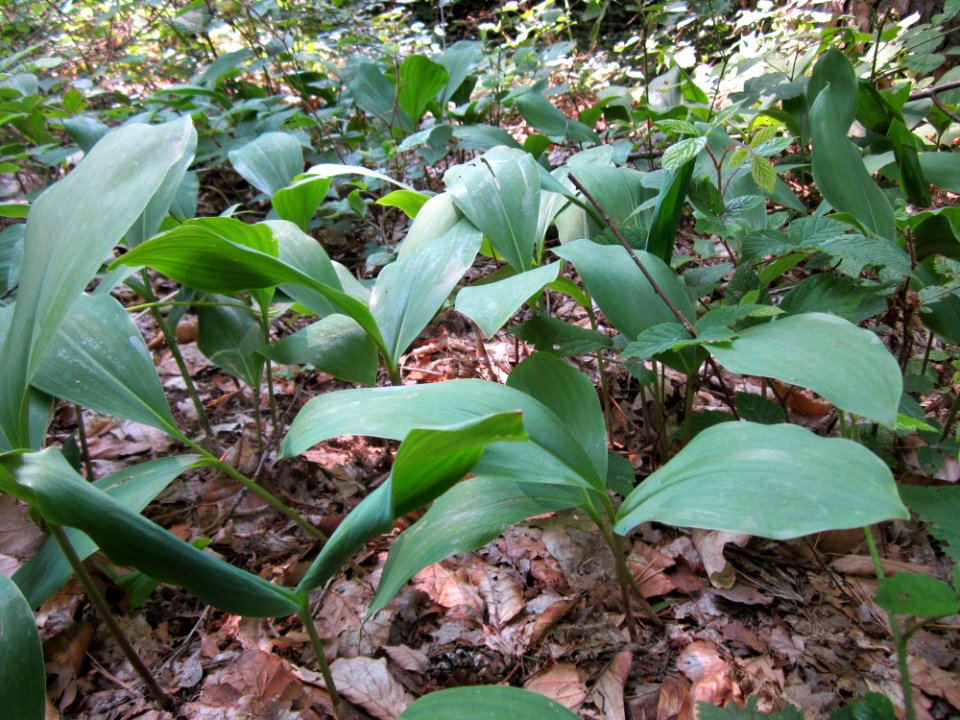 20130713Convallaria_majalis2