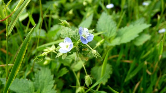 20130722Veronica_persica2