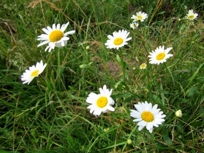 20130712Leucanthemum_vulgare2