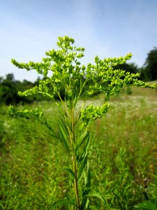 20130714Solidago_gigantea photo