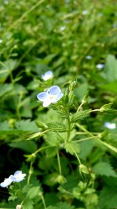 20130722Veronica_persica3