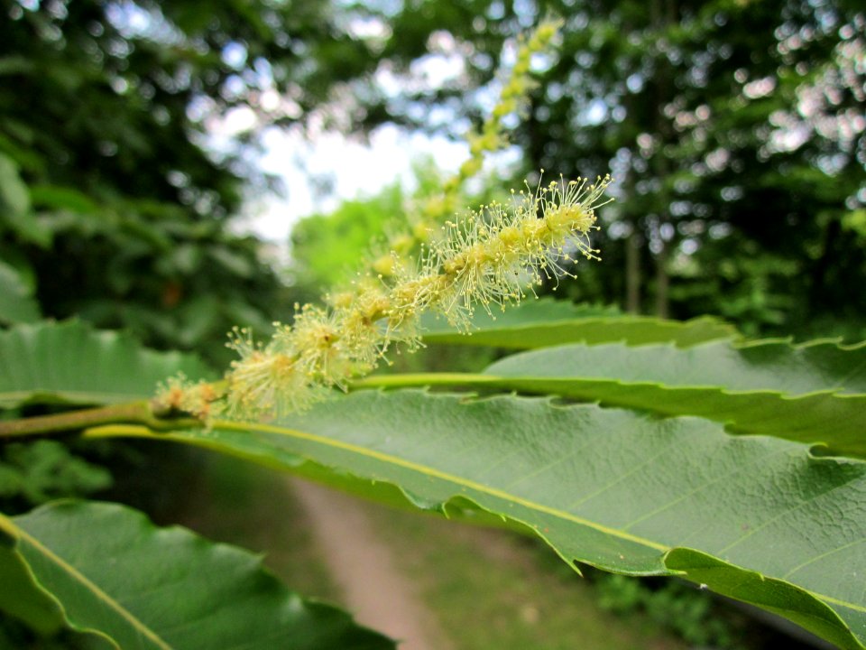 20130713Edelkastanie_Schwetzinger_Hardt13