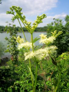 20130711Maedesuess_Rhein2