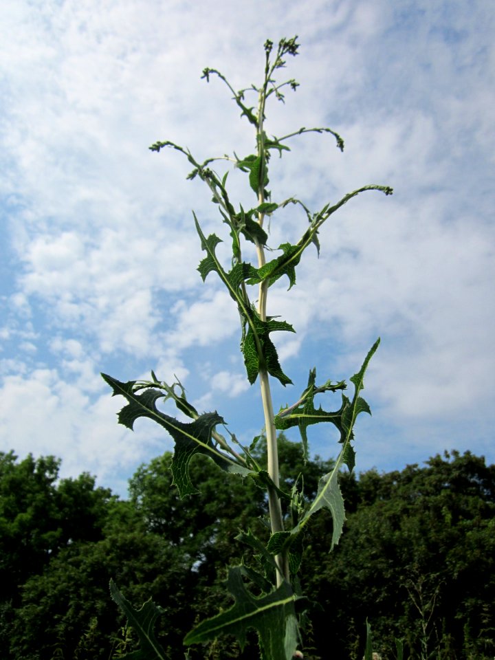 20130726Lactuca_serriola1