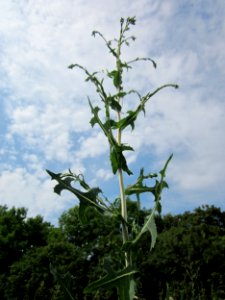 20130726Lactuca_serriola1