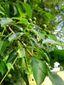 20130712Prunus_padus3