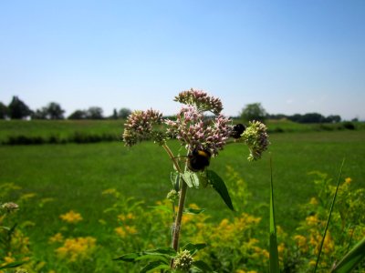 20130727Wasserdost_Hockenheim4