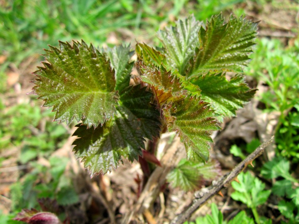 20130416Saar_Saarbruecken3