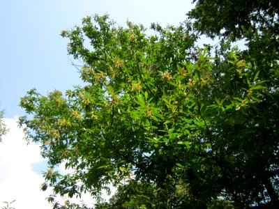20130713Edelkastanie_Schwetzinger_Hardt02