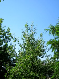 20130727Zitterpappel_Hockenheim2