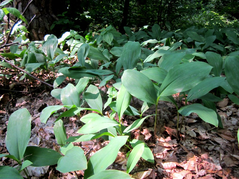20130713Convallaria_majalis3
