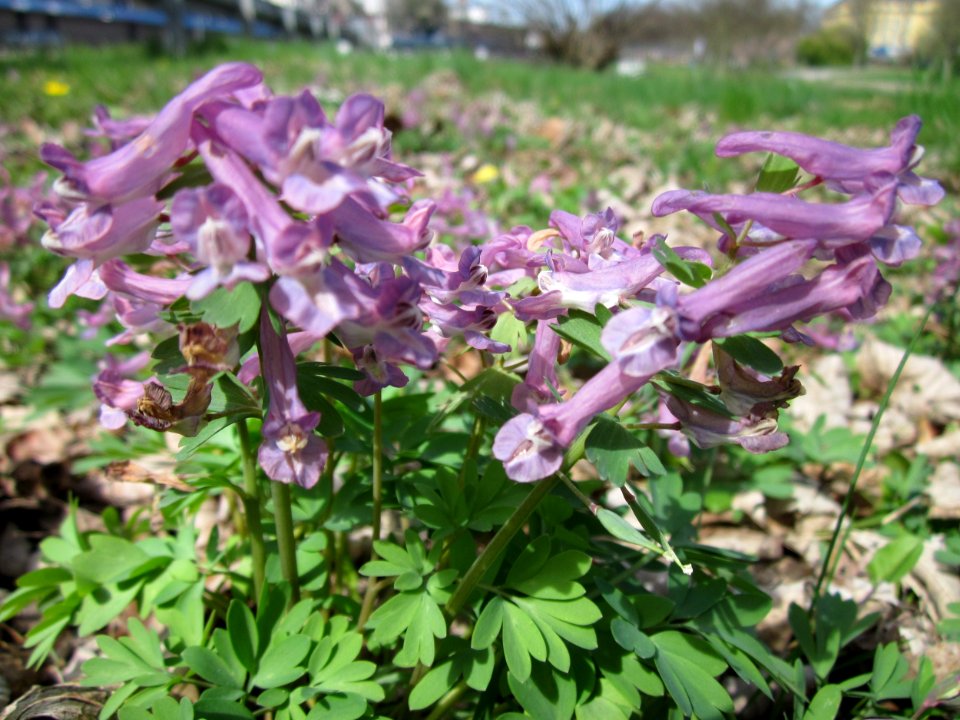 20130416Lerchensporn_Saarbruecken1