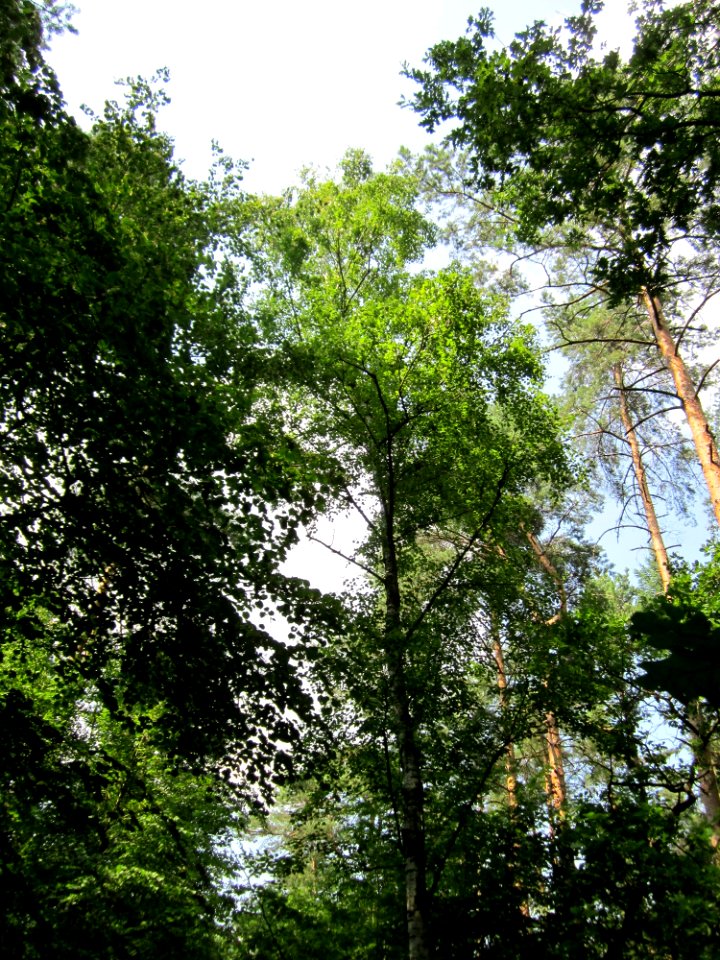 20130713Birke_Schwetzinger_Hardt4