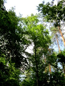 20130713Birke_Schwetzinger_Hardt4