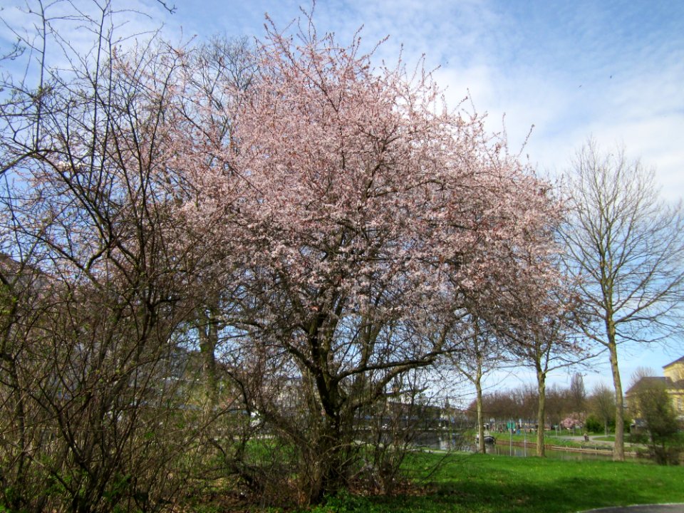 20130416Prunus_cerasifera_Saarbruecken3